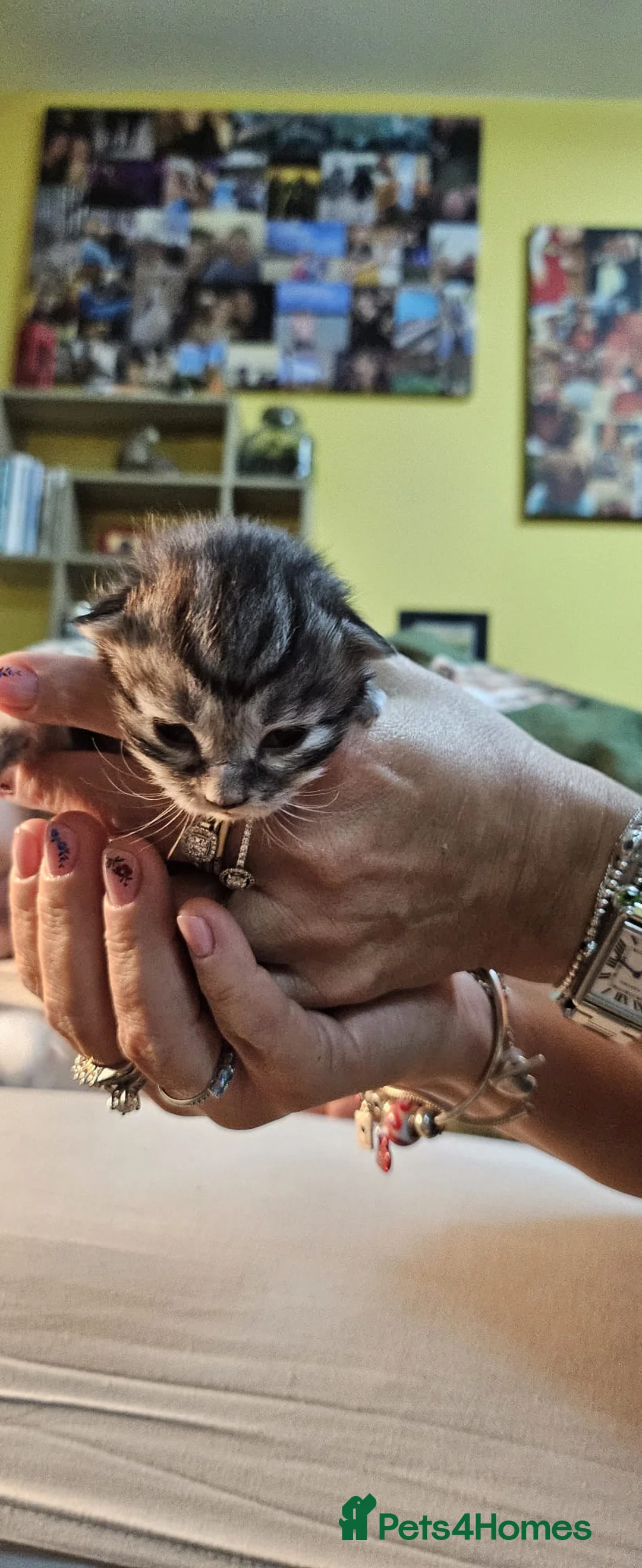 Maine Coon cats for sale: Maine Coon kittens - Advert 5