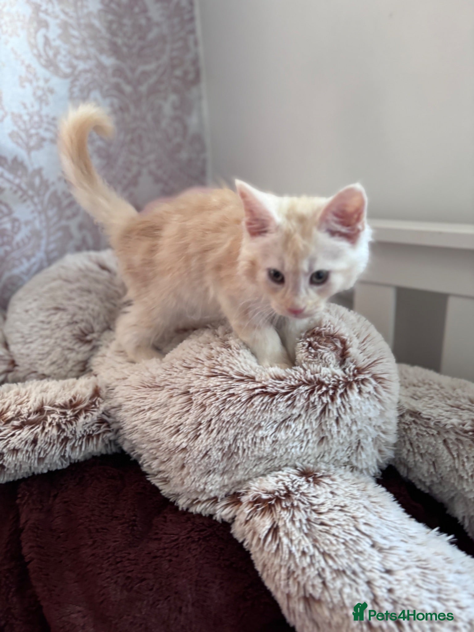 Maine Coon cats 🌟 Rare Light Cream Maine Coon Boy – Ready Now🔥  - Advert 2