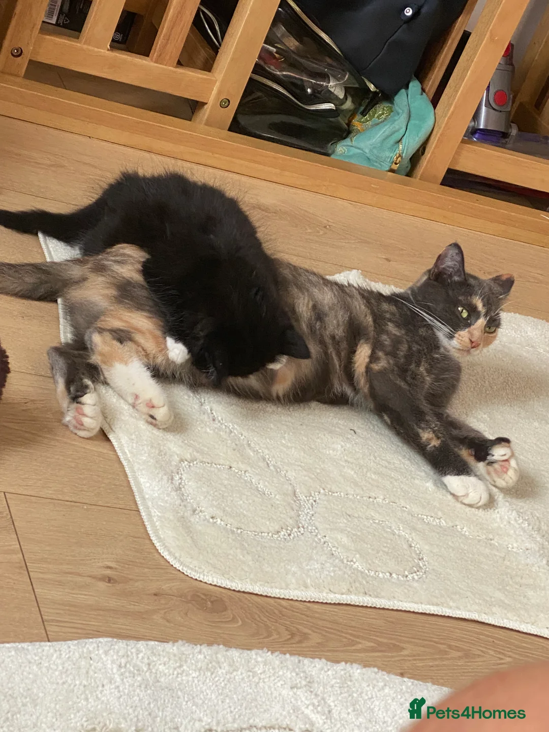 Mixed Breed cats for sale: Last in litter, long haired part Maine coon male  in Eastbourne - Advert 2