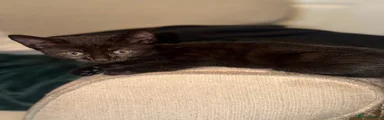 Domestic Shorthair 1