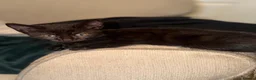 Domestic Shorthair cats for sale: 3 beautiful black kittens  - Advert 5