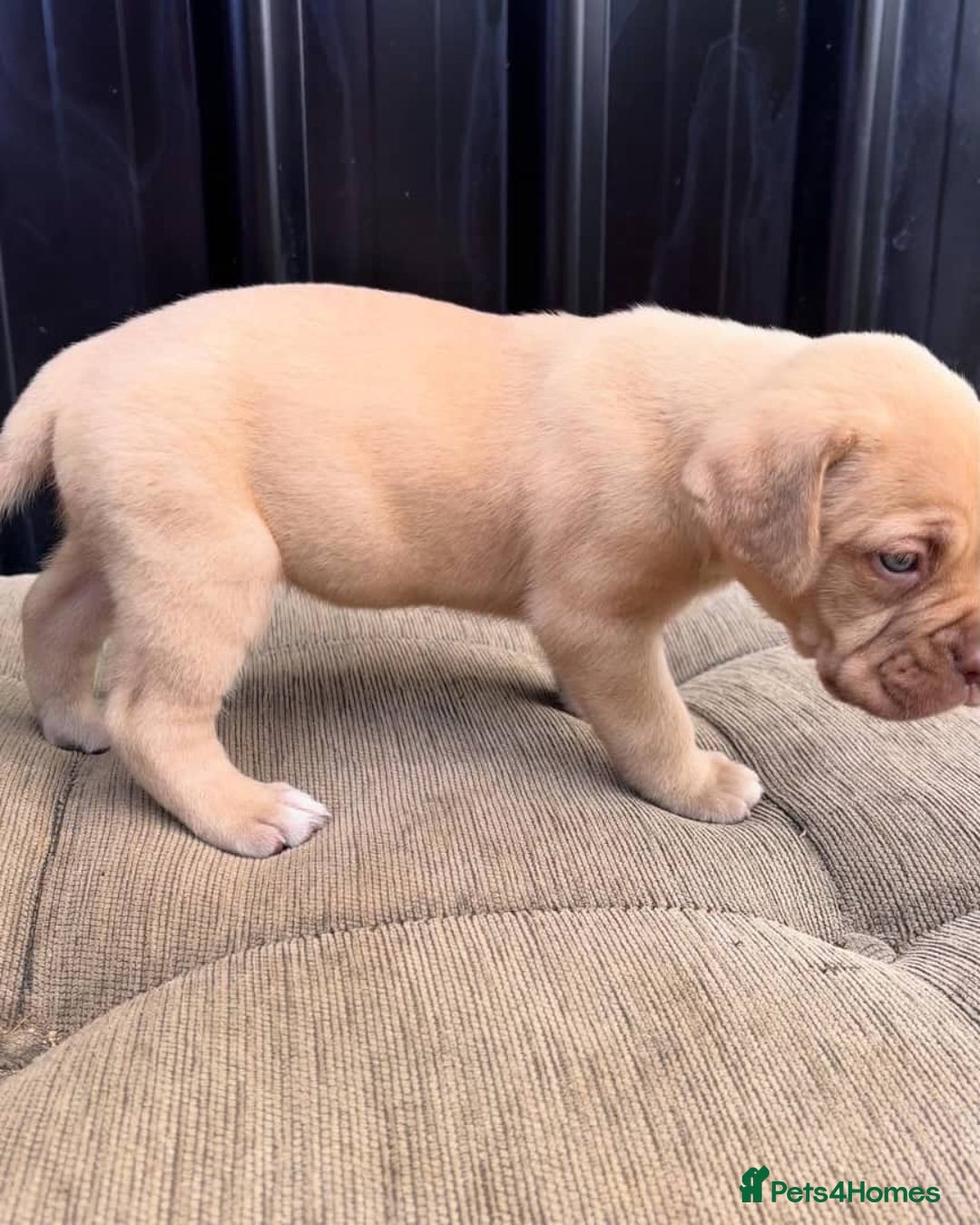 Dogue De Bordeaux dogs for sale: Majestic Dogue de Bordeaux Puppies for Rehom🐾👑 - Advert 13