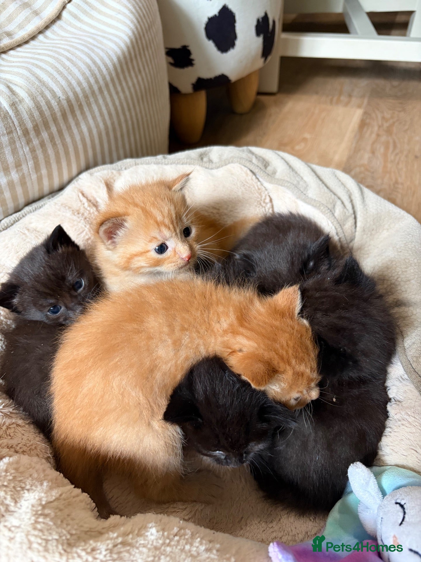 Domestic Shorthair cats Dsh kittens  - Advert 15