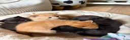 Domestic Shorthair cats for sale: Dsh kittens  - Advert 1