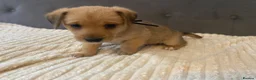 Jack Russell dogs for sale: Beautiful jack Russell puppies for sale.  - Advert 12