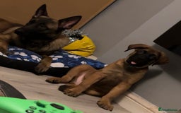 Mixed Breed dogs for sale: Cane Corso x Belgian Malinois - Image 8