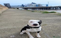 Mixed Breed dogs for sale: Max - Boxer/Collie Cross - Advert 3