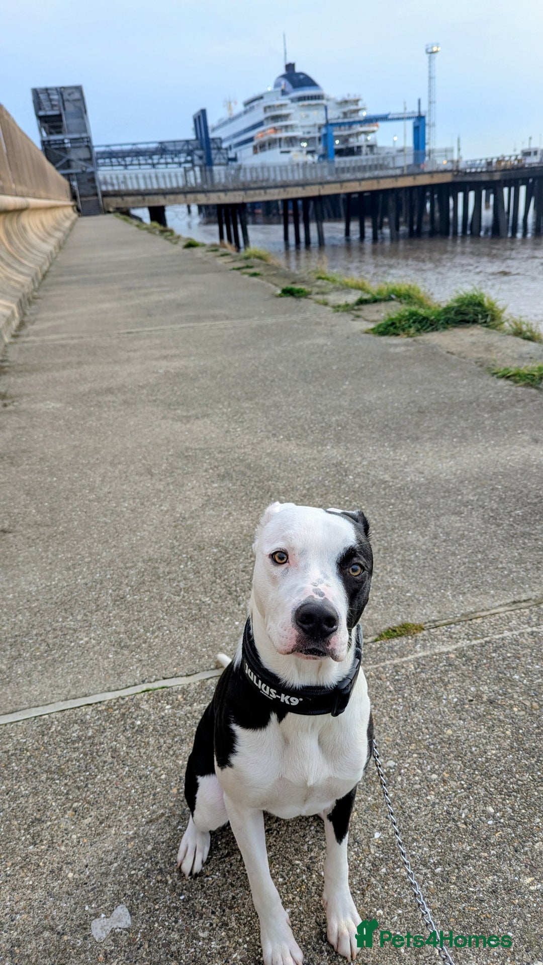 Mixed Breed dogs for sale: Max - Boxer/Collie Cross - Advert 3