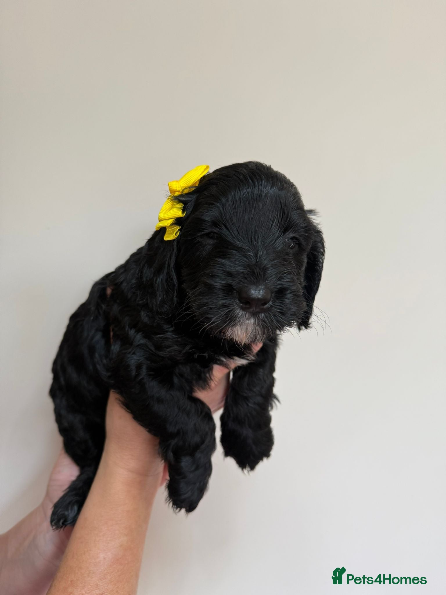 Cockapoo dogs F1 Cockerpoo's  - Advert 13