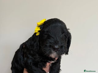 Cockapoo dogs - Advert 19