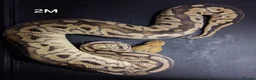 Python Snake reptiles for sale: Royal Pythons Males - Advert 8