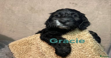 Cockapoo dogs Adorable cockapoo puppies LAST 2 remaining -  - Advert 4