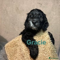 Cockapoo dogs Adorable cockapoo puppies LAST 2 remaining - - Advert 4