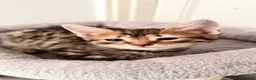 Domestic Shorthair cats for sale: Domestic Shorthair Tabby - Advert 8