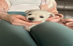 West Highland Terrier dogs for sale: Gorgeous West Highland White (Westie) Puppies - Image 20