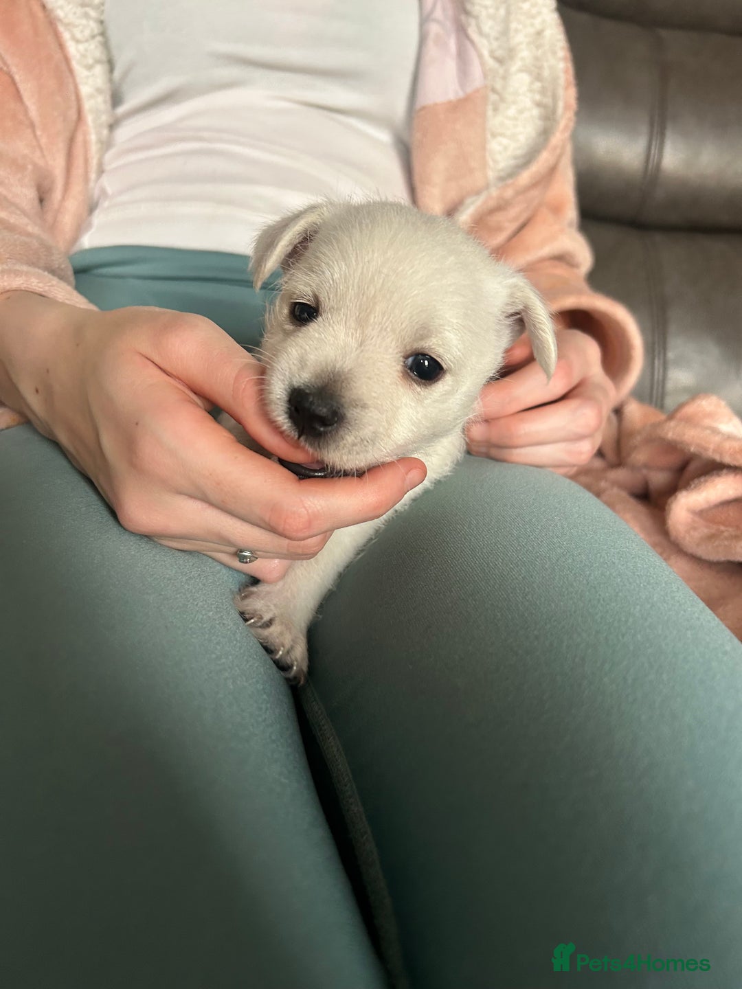 West Highland Terrier dogs for sale: Gorgeous West Highland White (Westie) Puppies - Image 20