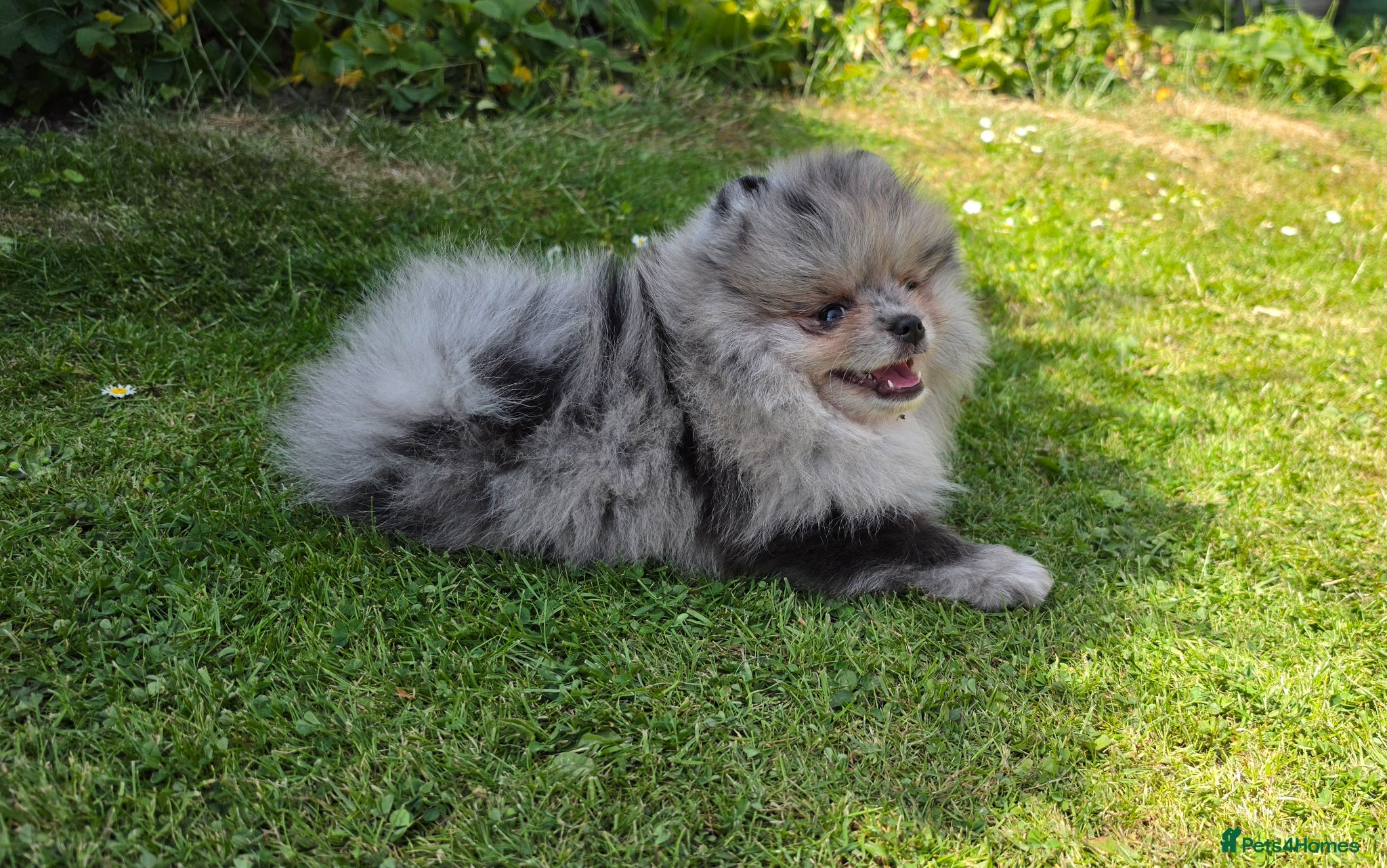 Pomeranian dogs for sale: Pomeranian puppies home raised  - Advert 5