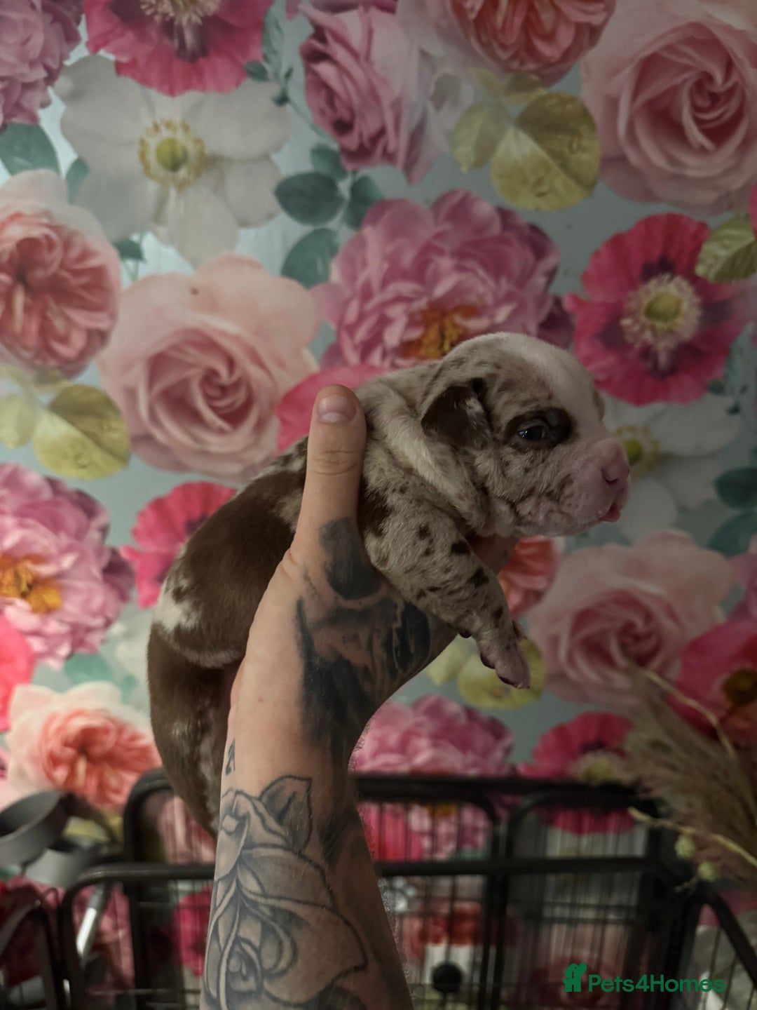 American Bully dogs for sale: American Bully Pups - Image 8