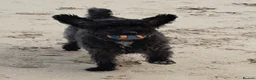 Jackapoo dogs for stud: Gorgeous Jackapoo Available for Stud - Advert 6