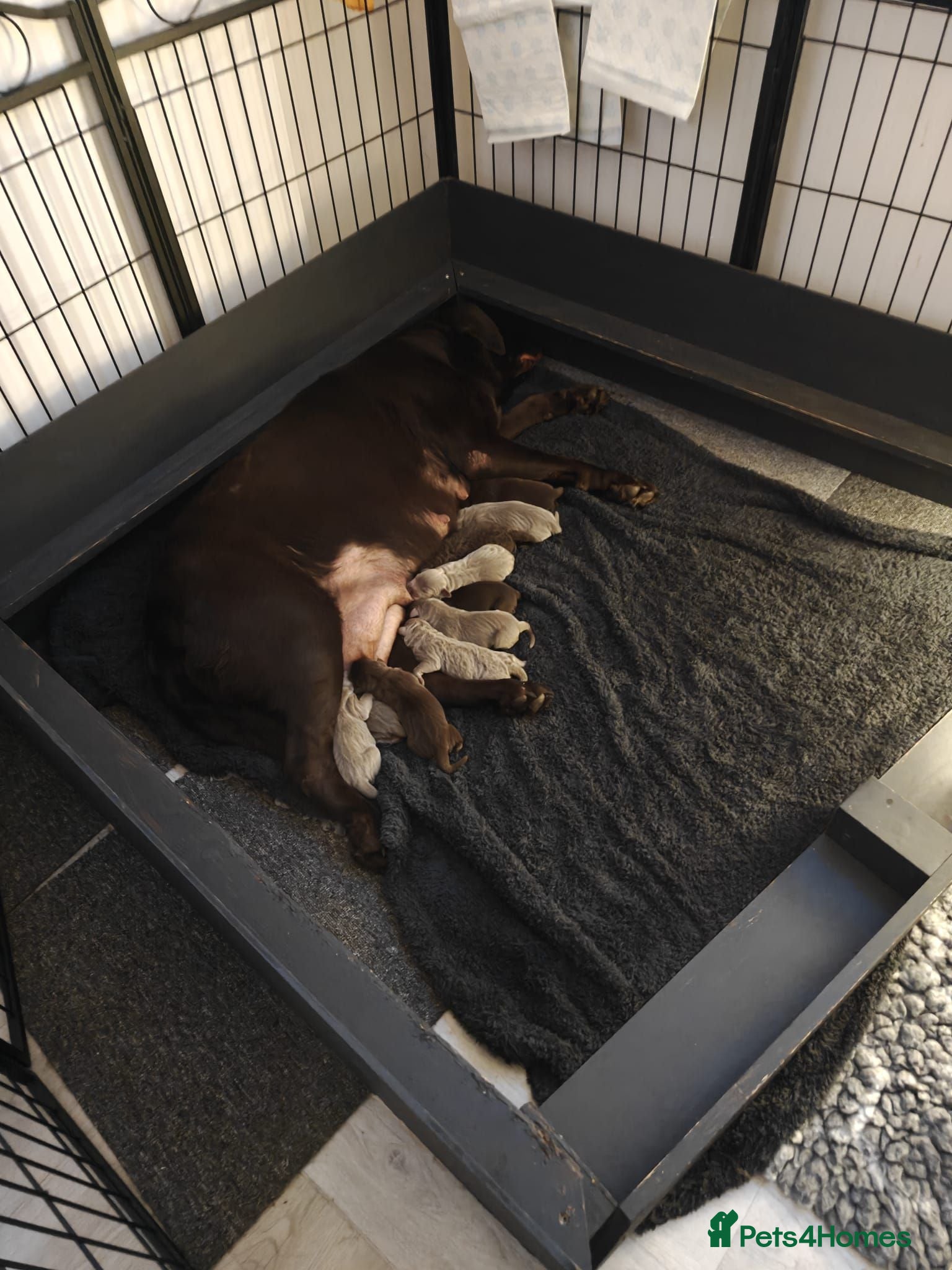 Labrador Retriever dogs ️Beautiful Labrador Retriever Puppies Silver/Choco - Advert 2