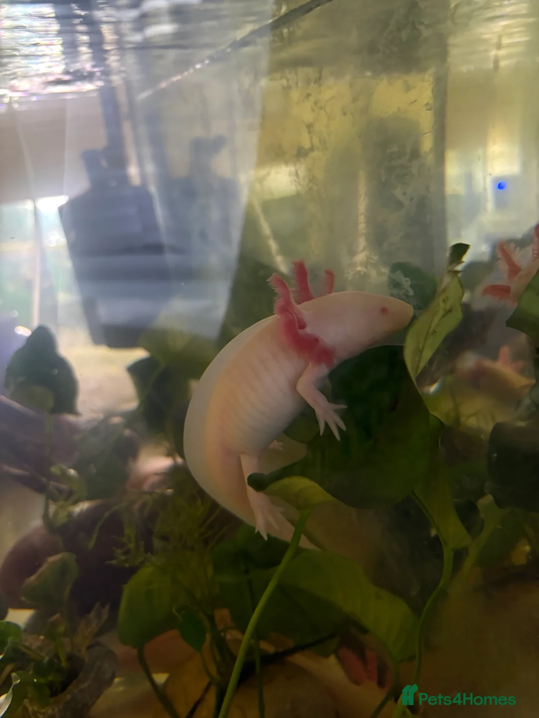 Axolotl reptiles for sale: 8 month leucistic albino pink axolotls £50 each - Advert 2