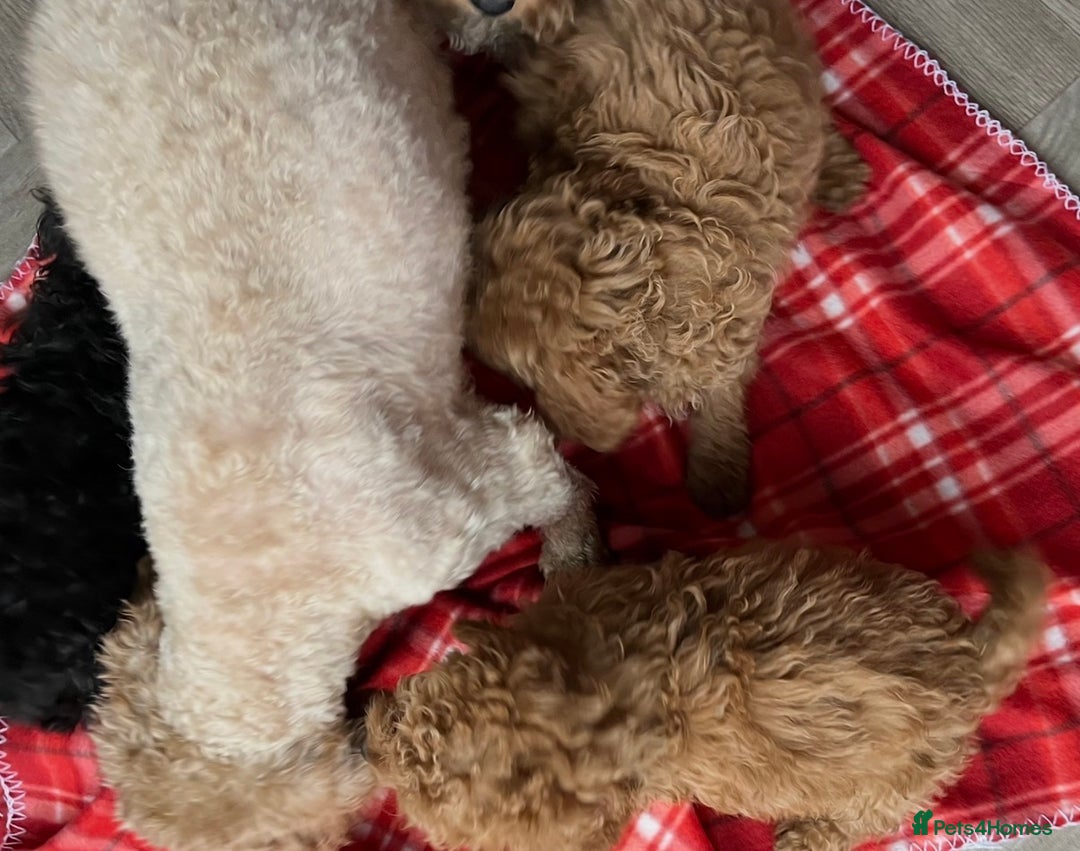 Cavapoo dogs for sale: Adorable Cavapoo Puppies - Advert 4