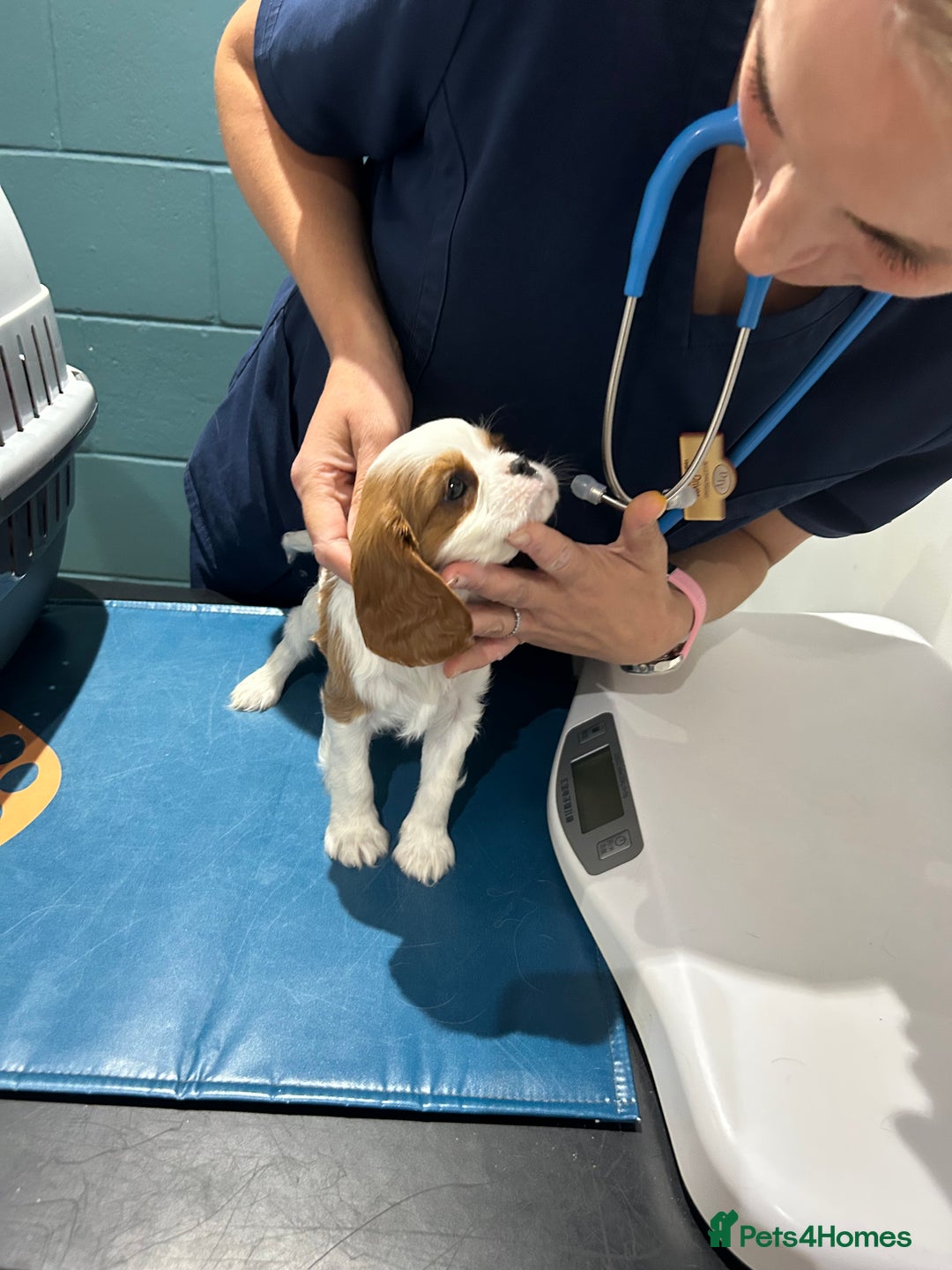 Cavalier King Charles Spaniel dogs for sale: Blenheim cavalier King Charles puppies - Image 24