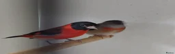 Finches birds for sale: Foreign finches available  - Advert 2