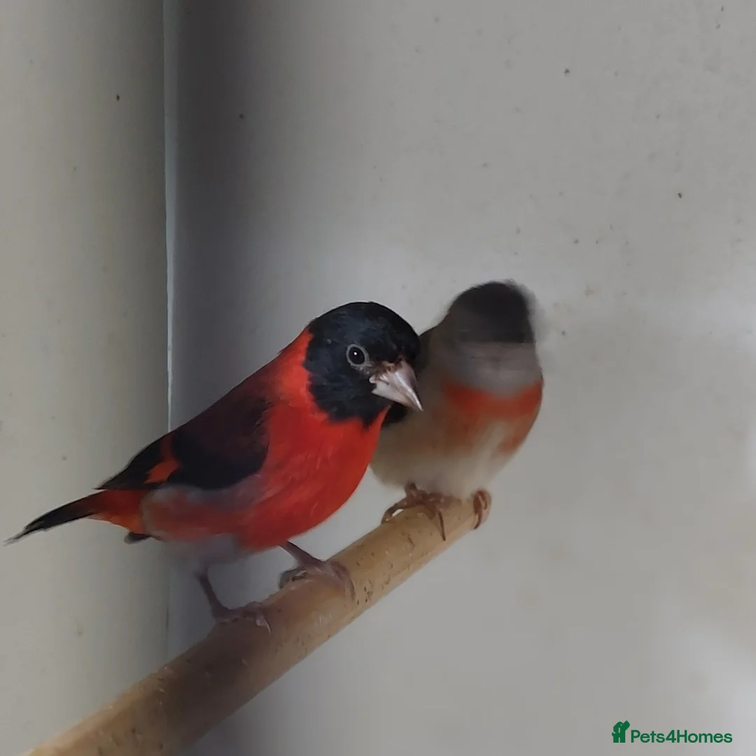 Finches birds for sale: Foreign finches available  - Advert 2
