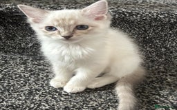Ragdoll cats for sale: Ragdoll kittens - Image 1