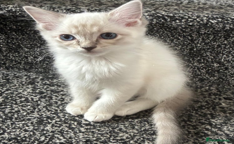 Ragdoll cats - Advert 1