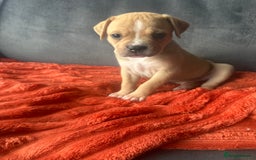 Mixed Breed dogs for sale: Cane corso x staffy  - Image 35