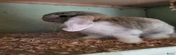 Mini Lop rabbits for sale: Mini Lop Bunnies ready to leave 2 - remaining  - Advert 2