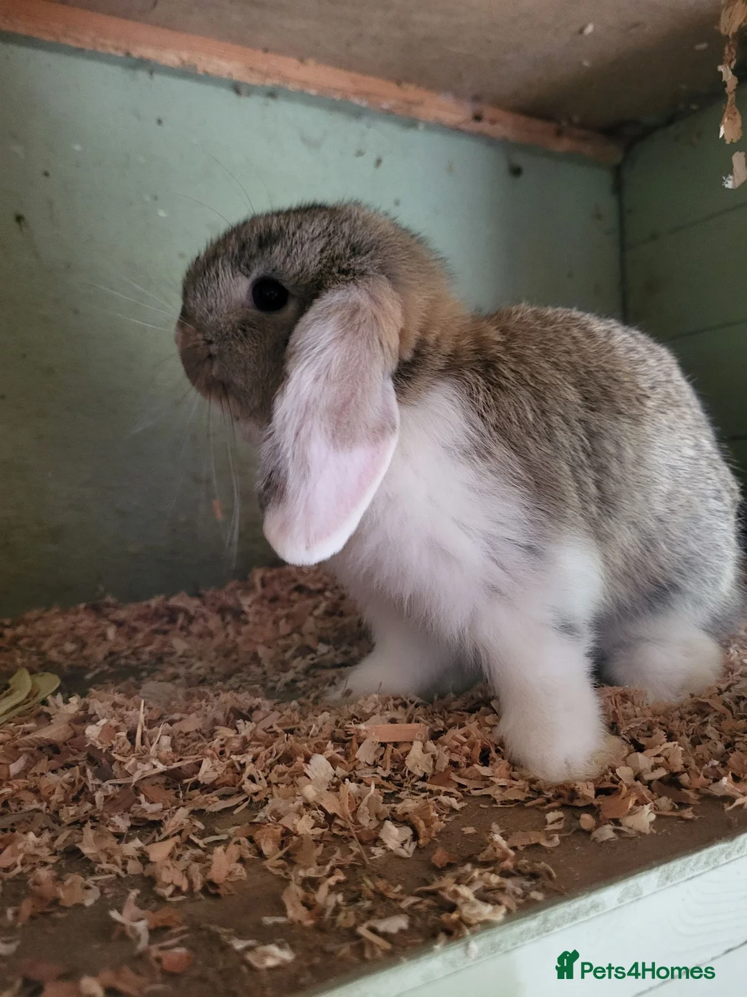 Mini Lop rabbits for sale: Mini Lop Bunnies ready to leave 2 - remaining  - Advert 2