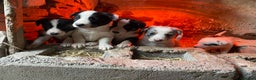 Border Collie dogs for sale: Black & White Border Collie Pups near Hay-on-Wye - Advert 9