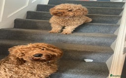Cockapoo dogs for sale: 2 beautiful cockapoos for sale  in Scarborough - Image 11