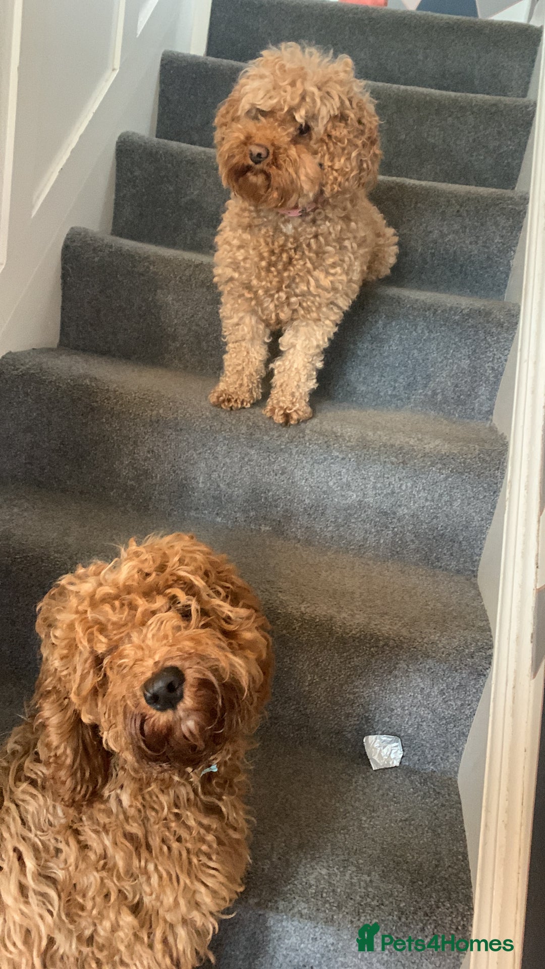 Cockapoo dogs for sale: 2 beautiful cockapoos for sale  in Scarborough - Image 11