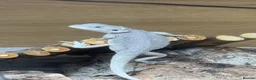 Bearded Dragon reptiles for sale: Hypo zero -echo - Advert 6
