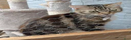Mixed Breed cats for sale: X2 cats  - Advert 4