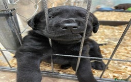 Labrador Retriever dogs for sale: Stunning kc reg Labrador puppies - Image 3