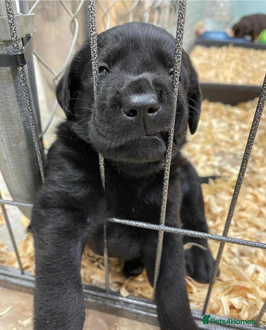 Labrador Retriever dogs for sale: Stunning kc reg Labrador puppies - Image 3