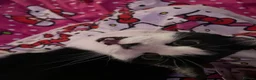 Domestic Shorthair cats for sale: Cat with behavioural issues  - Advert 12
