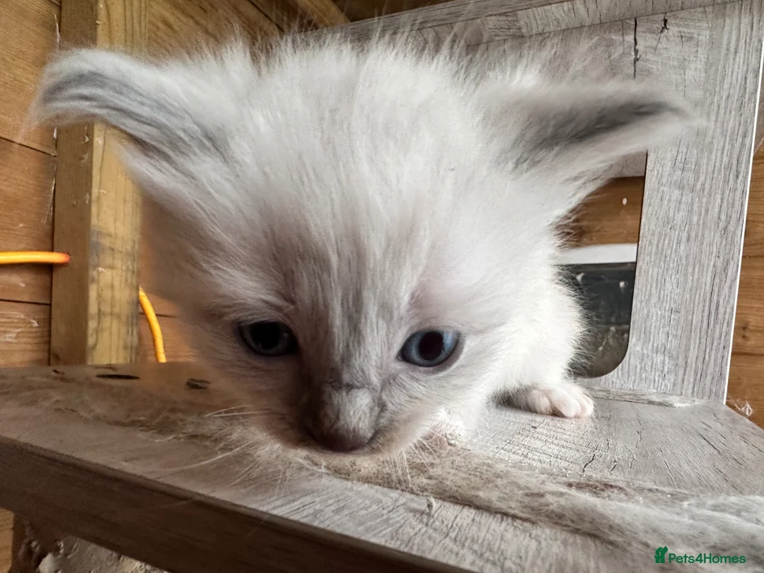 Ragdoll cats for sale: Gorgeous Ragdoll & British shorthair kittens  - Advert 10