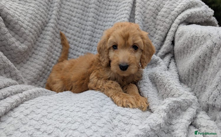 Cockapoo dogs - Advert 1