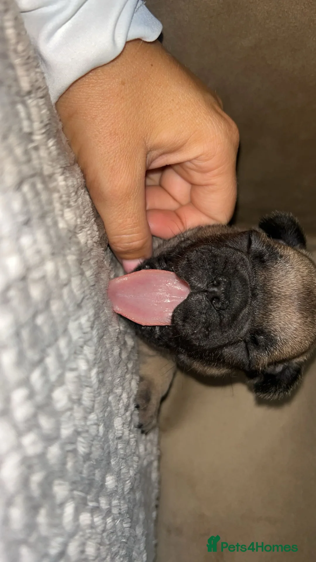 French Bulldog dogs for sale: French bulldogs - Advert 2