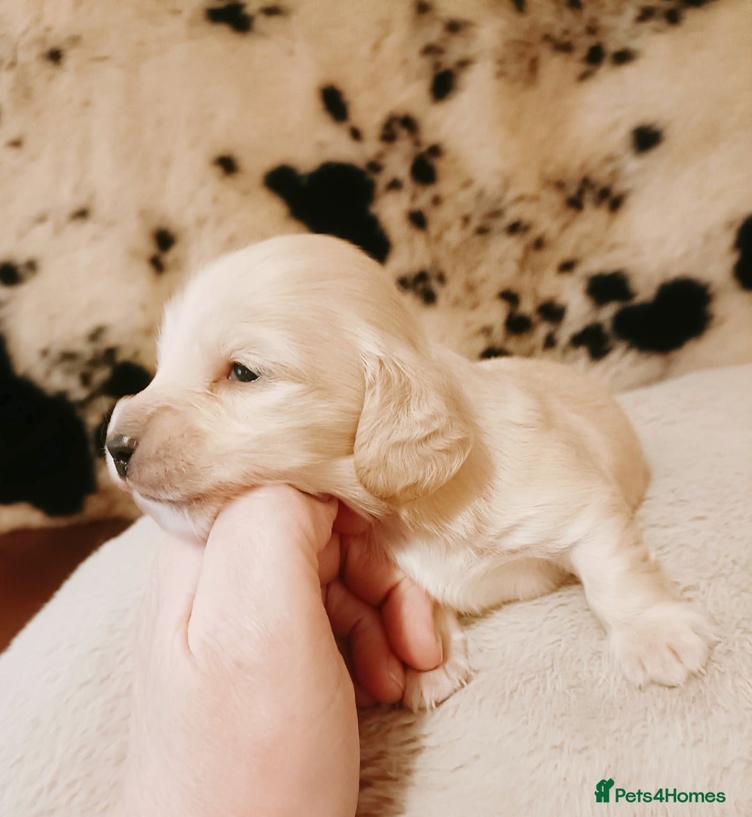 Miniature Dachshund dogs for sale: Remarkable mini Longcoat dachshund ETHICAL BREEDER - Advert 5