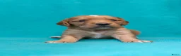 Cocker Spaniel dogs for sale: Beautiful KC Registered Cocker Spaniel Puppies  - Advert 14
