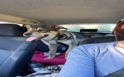 Mixed Breed dogs for sale: Goose - Japanese Akita - Image 2