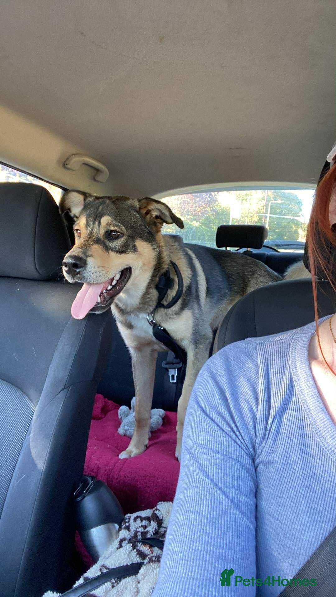 Mixed Breed dogs for sale: Goose - Japanese Akita - Image 2