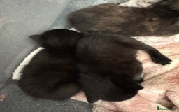 Domestic Shorthair cats for sale: Gorgeous baby kittens  - Image 4